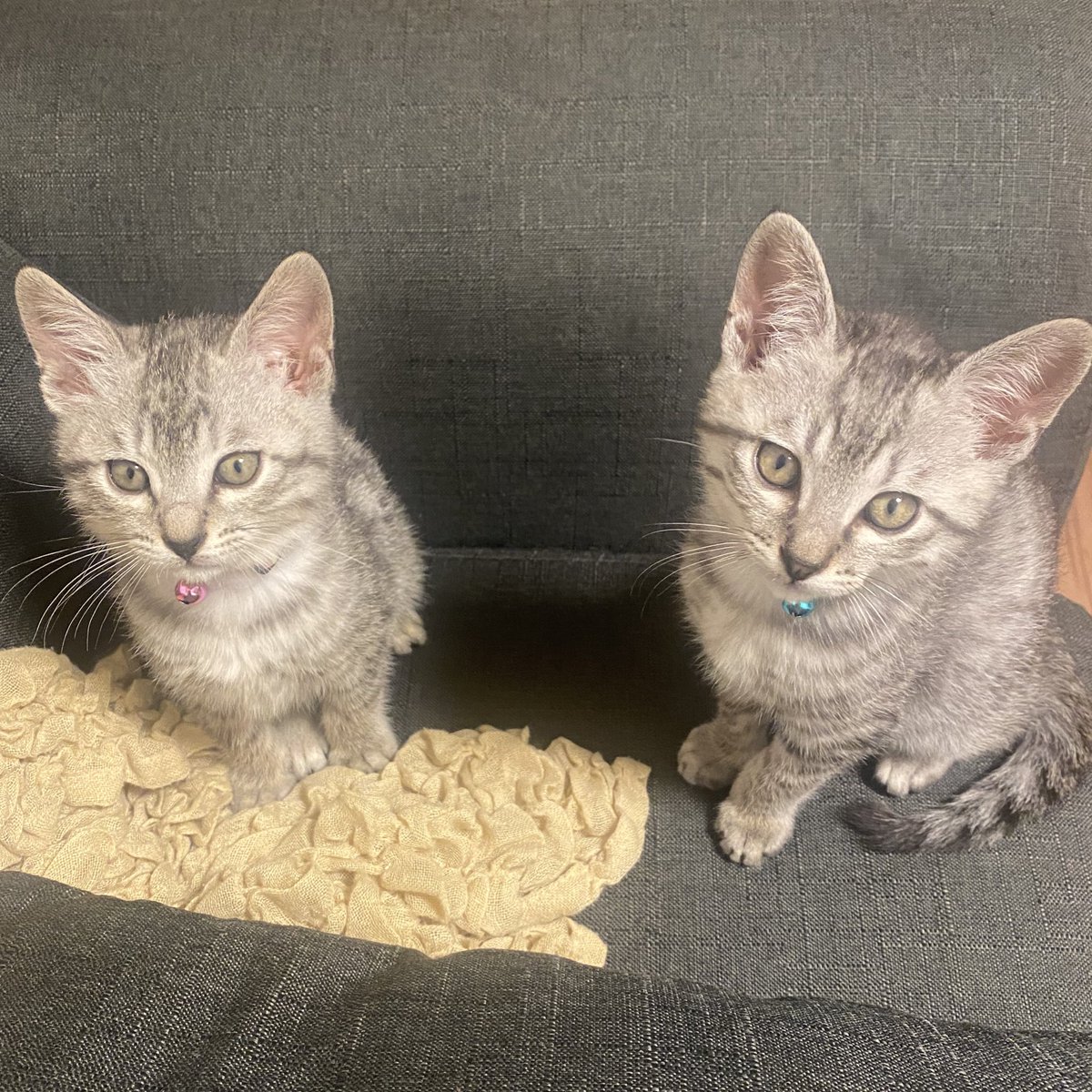 PEKO (@ab_peko) / Posts / X