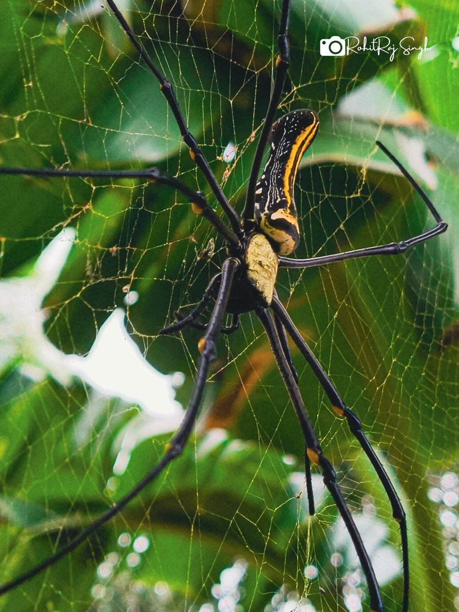 rohitsingh9984's tweet image. Into the wild web—where every thread tells a survival story. Some adventures are waiting right above our heads

Species -: Golden Orb-Weaver spider commonly known as the Giant Wood Spider (Nephila pilipes)

#capturedbyrohitrajsingh #WildlifePhotography  #macromagic #naturecloseup