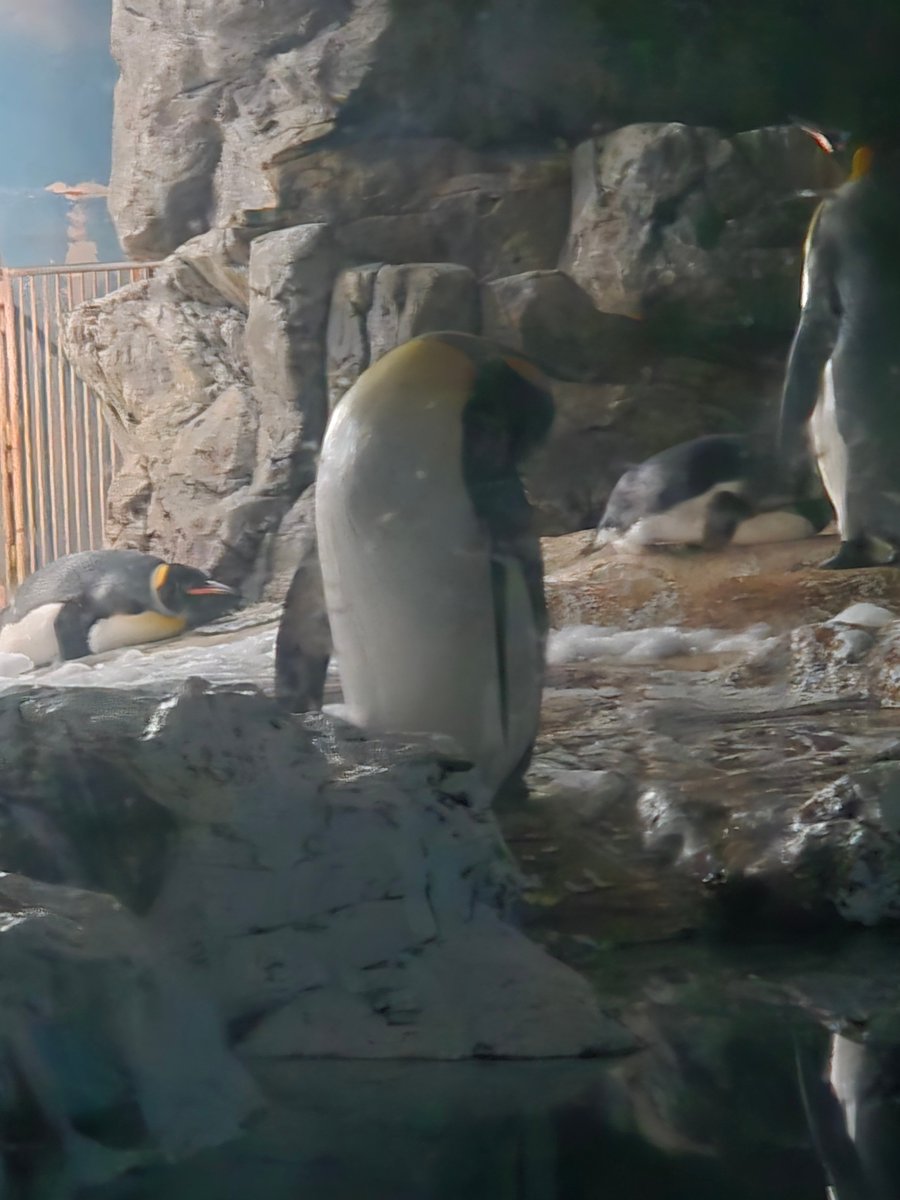 夜の水族館のペンギン最高でした！