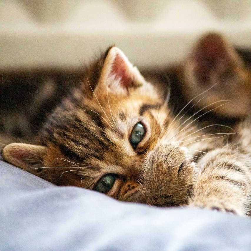 🌟TOP 30 Cat Population by Country 

1. 🇺🇸 United States — 74.1M
2. 🇨🇳 China — 53.1M
3. 🇷🇺 Russia — 23.1M
4. 🇩🇪 Germany — 15.2M
5. 🇫🇷 France — 14.9M
6. 🇧🇷 Brazil — 12.5M
7. 🇬🇧 United Kingdom — 12M
8. 🇮🇹 Italy — 10.2M
9. 🇺🇦 Ukraine — 7.6M
10. 🇯🇵 Japan — 7.3M
11. 🇵🇱 Poland — 7.1M