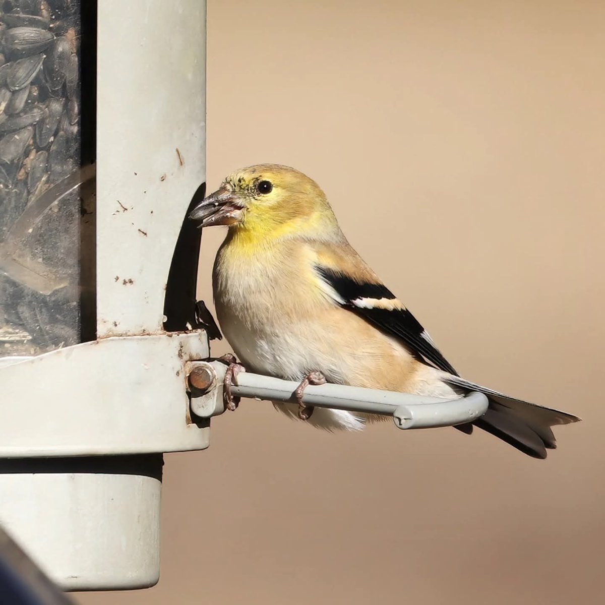 birdhouse_love's tweet photo. One of our daily goldfinch visitors...
#goldfinches #goldfinch #dailyvisitor #ohiobirds #dailyvisitors #ohiobirdworld #ohiobirdlovers #birdloversclub #birdlovers #birdwatchersdaily #birdwatcher #birdloversdaily https://t.co/lt1uYM4vP2