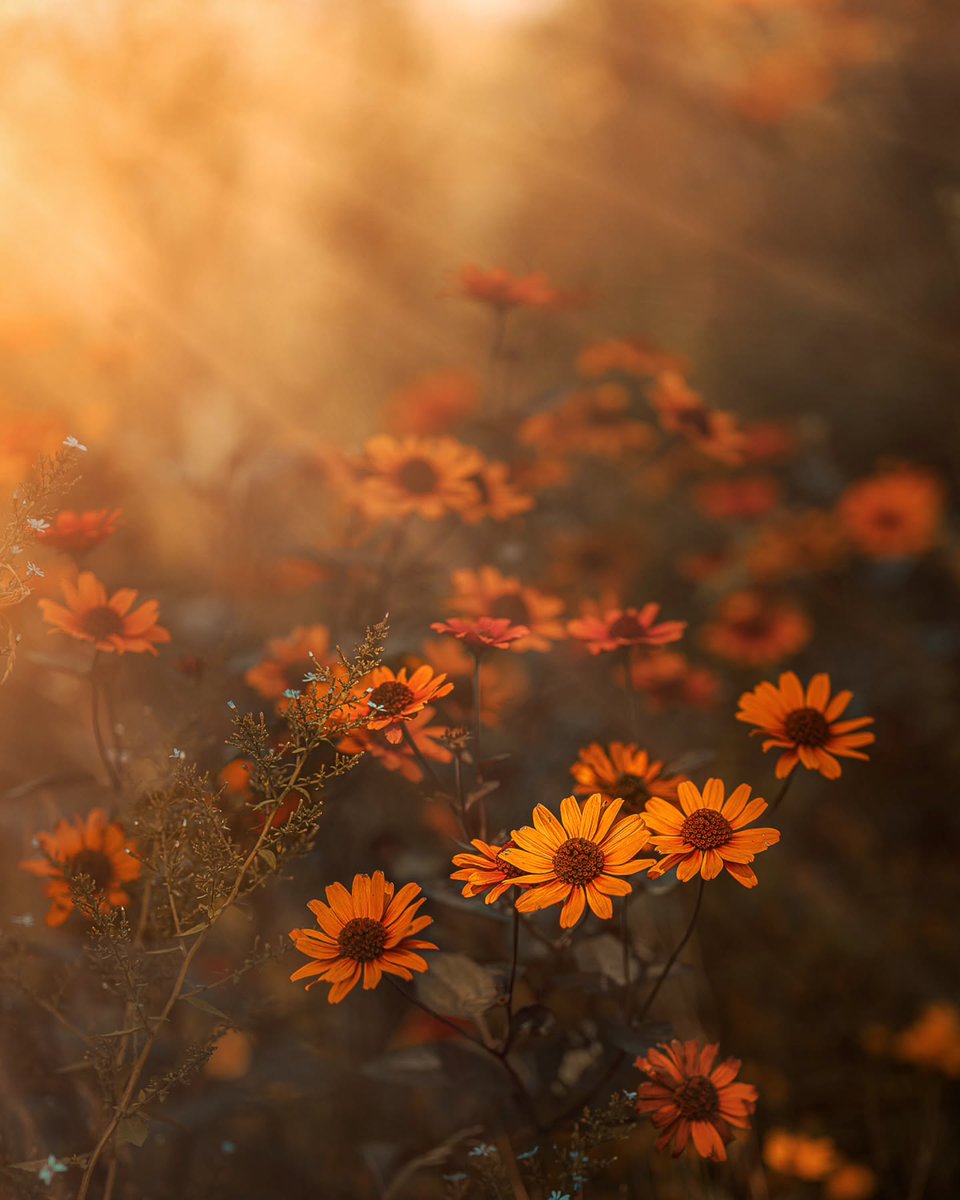 Monica85198503's tweet image. With all its sham, drudgery, and broken 
dreams, it is still a beautiful world.
Be cheerful. Strive to be happy.

~ Max Ehrmann, “Desiderata” (1927)
·

© Colors of nature by photomiga