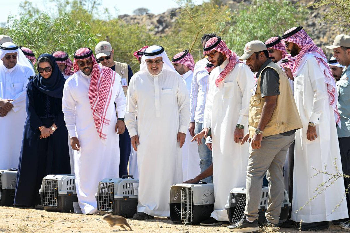 سمو #محافظ_الطائف الأمير #سعود_بن_نهار يطلق 12كائنًا فطريًافي متنزه الطائف الوطني بسيسد وذلك ضمن البرنامج الوطني لإطلاق وإعادة توطين الحيوانات الفطرية الذي ينفذه المركز الوطني لتنمية الحياة الفطرية  تعد أول عملية إطلاق للغزلان في منتزهات منطقة مكة والوبر الصخري على مستوى المملكة