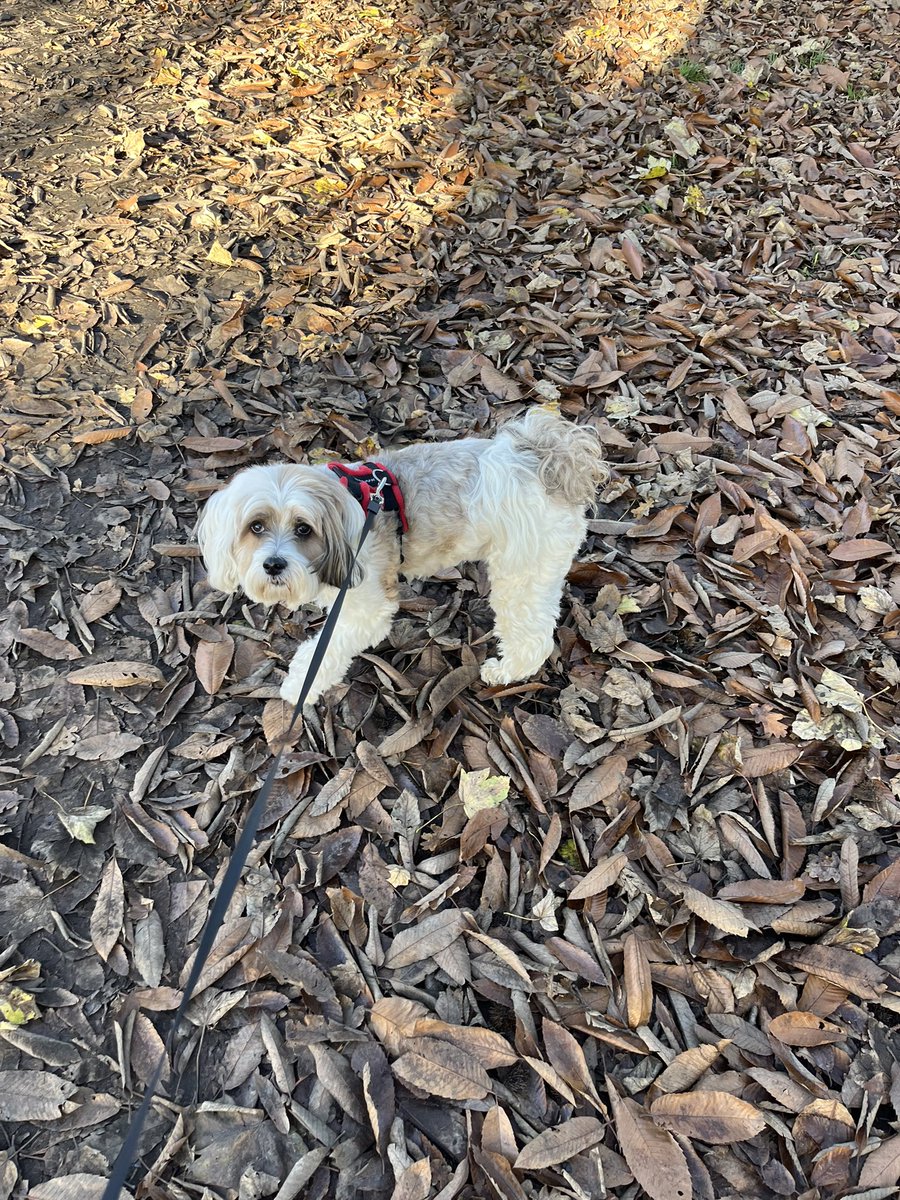 BOOSH_Dawson's tweet image. WE DRINK TOGETHER 🤪🍻
We get over the hangovers together 😅

BOOSH ☀️🐶👊🏻
#DogWalking #Pets