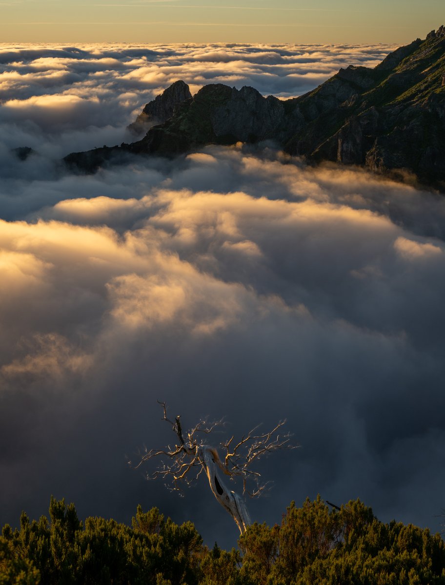 #Madeira October '25: We enjoyed amazing conditions for most of the week on this tour. We hiked up #PicoRuivo to reach the dead trees, not easiest spot to find, &amp; rewarded with stunning cloud inversion at sunrise. First light of the sun hitting the silvered trees is incredible