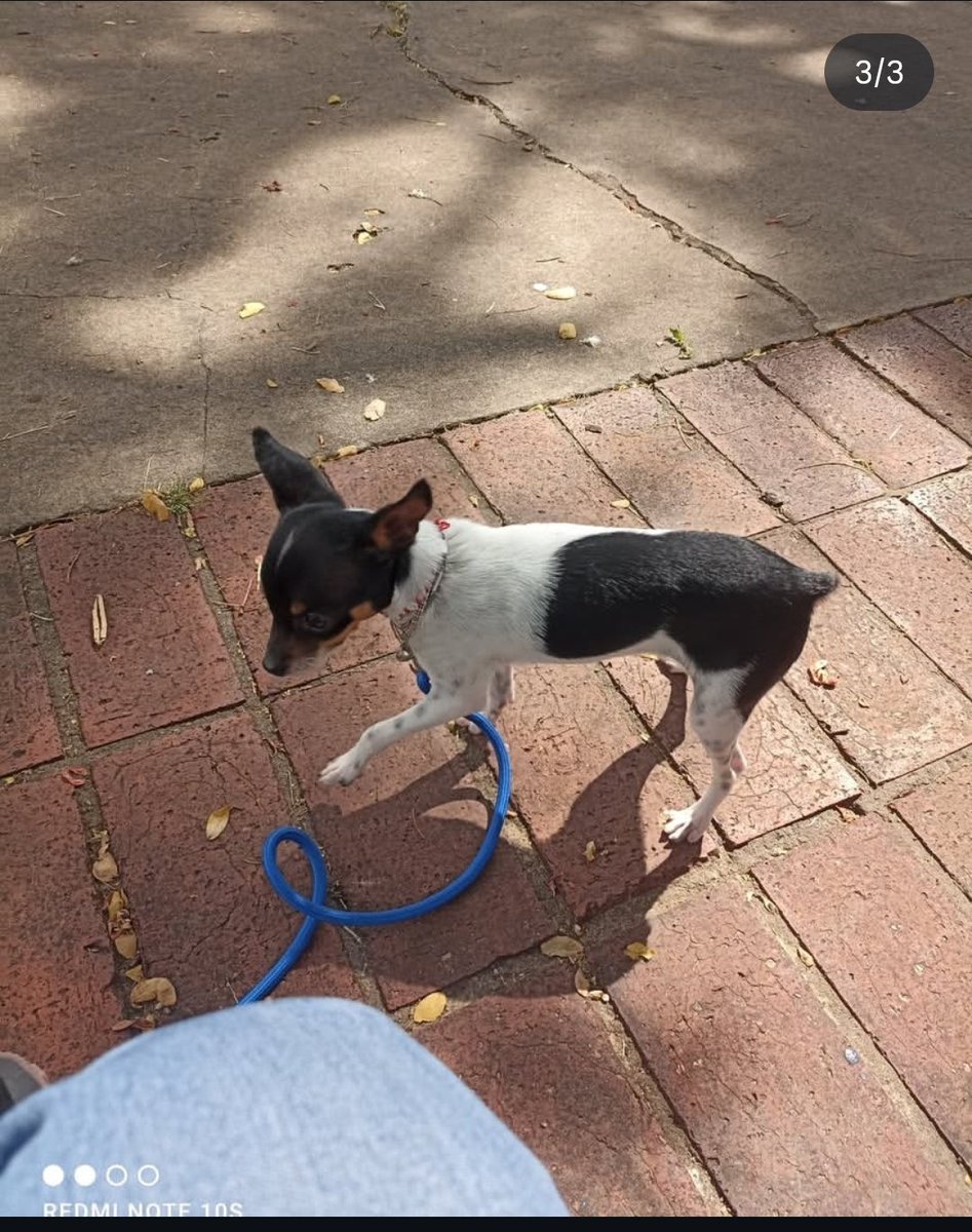 d_a_j_o_t_a's tweet image. ❗️❗️ATENCIÓN❗️❗️

Toda la gente que sea de San Juan De Colon Estado Táchira

Se robaron el perro de apoyo de mi papá, se ofrece 50$ de recompensa. No es justo que le hagan esto a mi viejo, esta desesperado y con depresión. Ayudenme dando RT por favor.