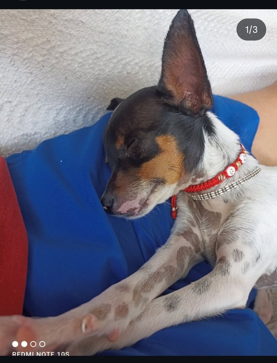 d_a_j_o_t_a's tweet image. ❗️❗️ATENCIÓN❗️❗️

Toda la gente que sea de San Juan De Colon Estado Táchira

Se robaron el perro de apoyo de mi papá, se ofrece 50$ de recompensa. No es justo que le hagan esto a mi viejo, esta desesperado y con depresión. Ayudenme dando RT por favor.