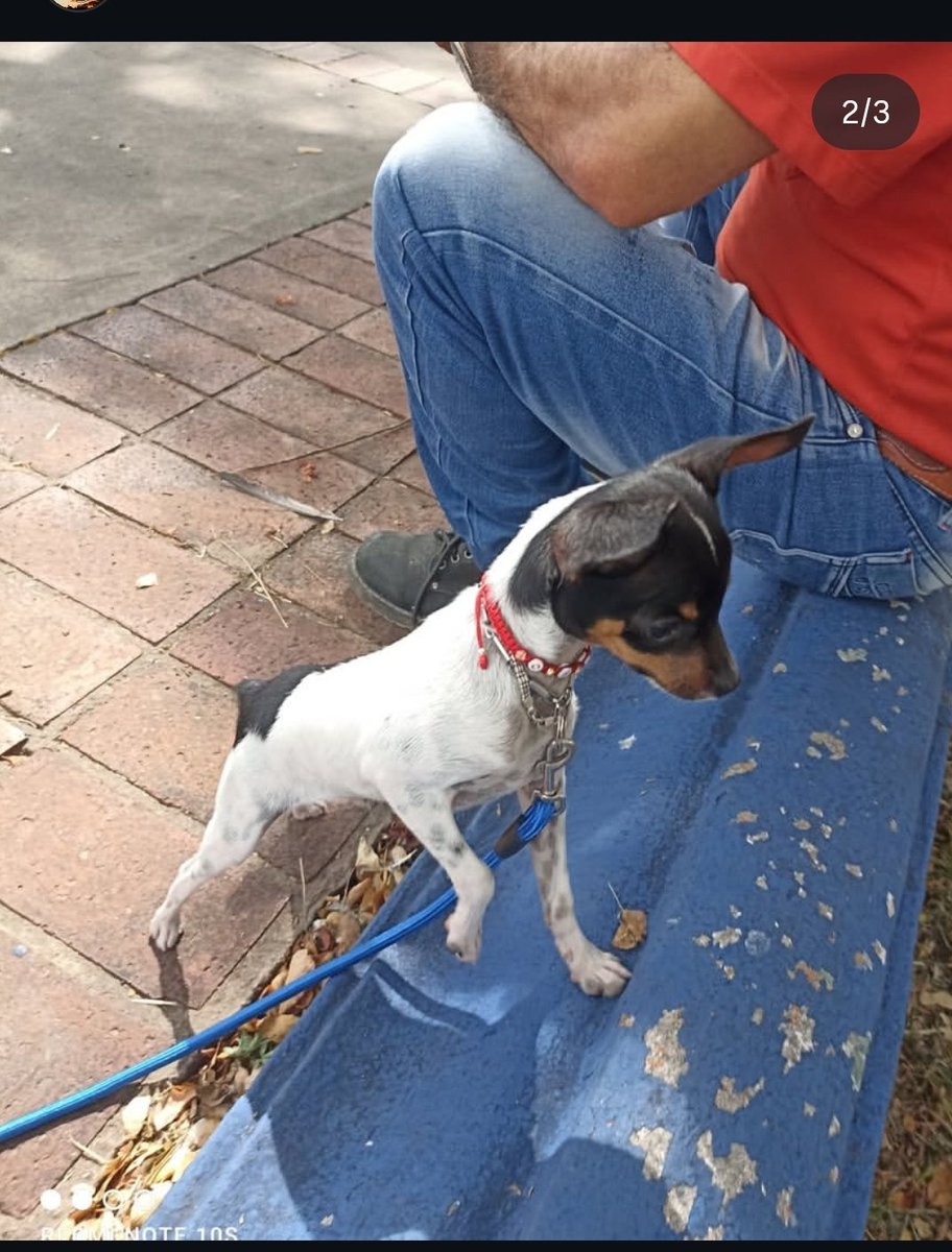 d_a_j_o_t_a's tweet image. ❗️❗️ATENCIÓN❗️❗️

Toda la gente que sea de San Juan De Colon Estado Táchira

Se robaron el perro de apoyo de mi papá, se ofrece 50$ de recompensa. No es justo que le hagan esto a mi viejo, esta desesperado y con depresión. Ayudenme dando RT por favor.