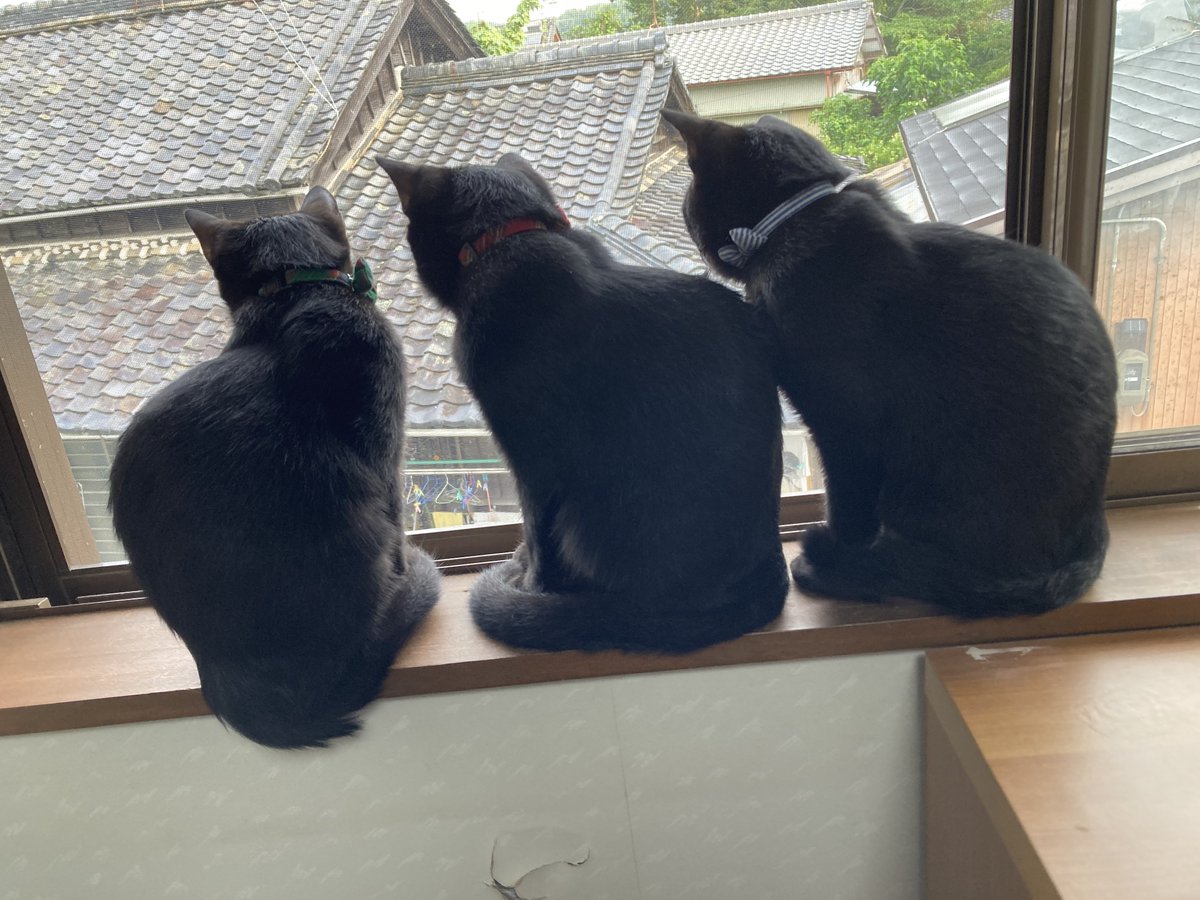 Ciao🌟 うちの黒猫三兄弟たちも、どうぞご覧あれ🌟 #イタリア黒猫の日