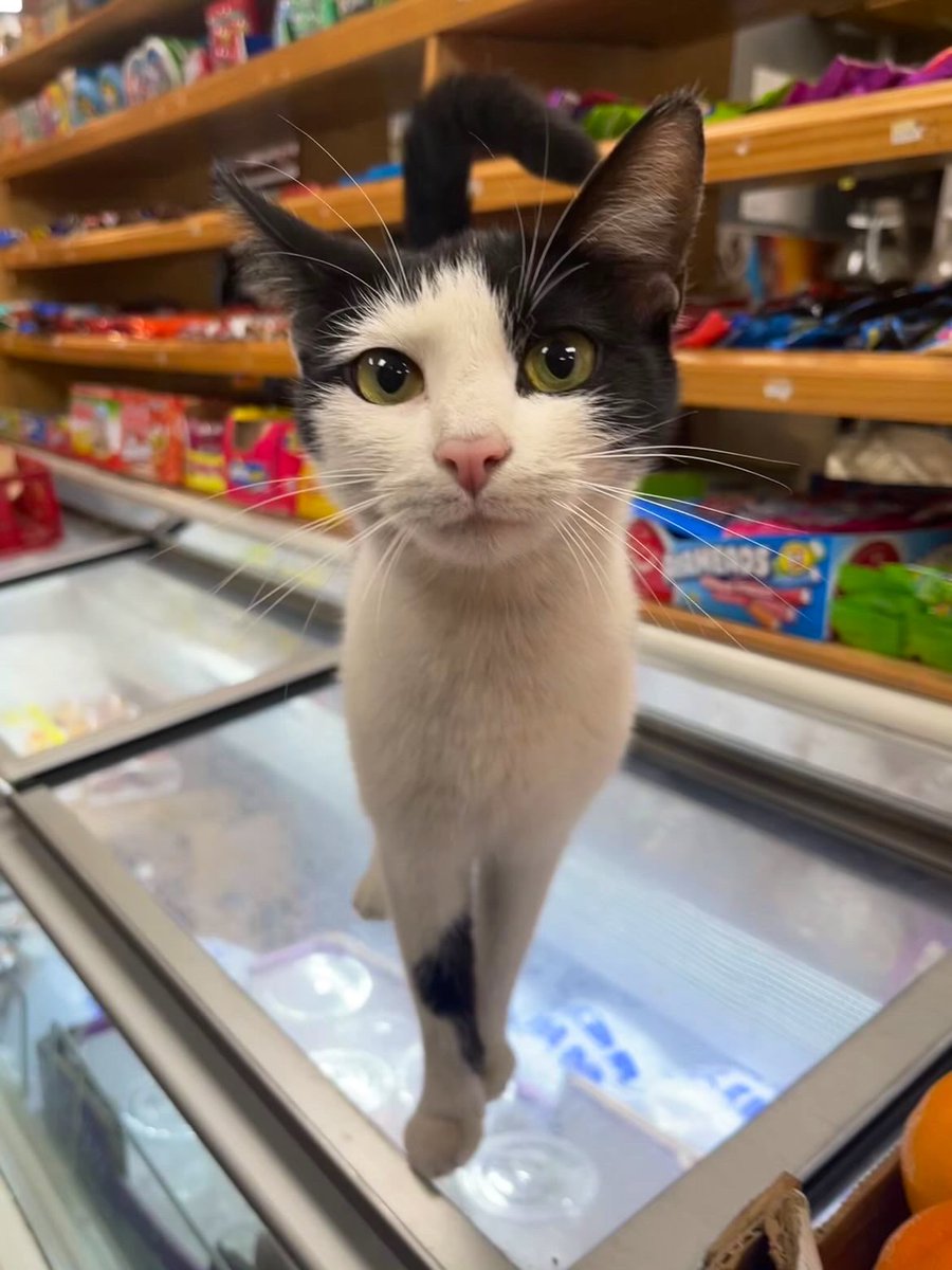 Bodegacats_'s tweet image. 