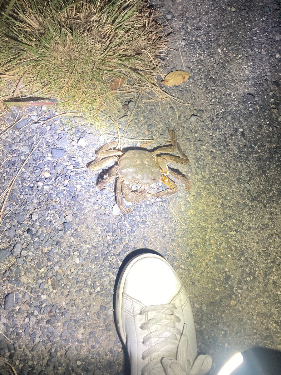 TurkeysDesign's tweet image. カニがおった。つついても動く感じがなかったから、鍋の具になるところを逃げ出して力尽きたのか。