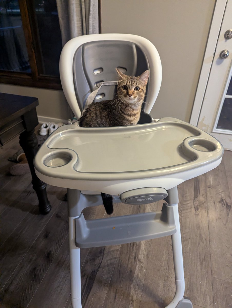 Jack the Cat 🧡🖤 tweet media