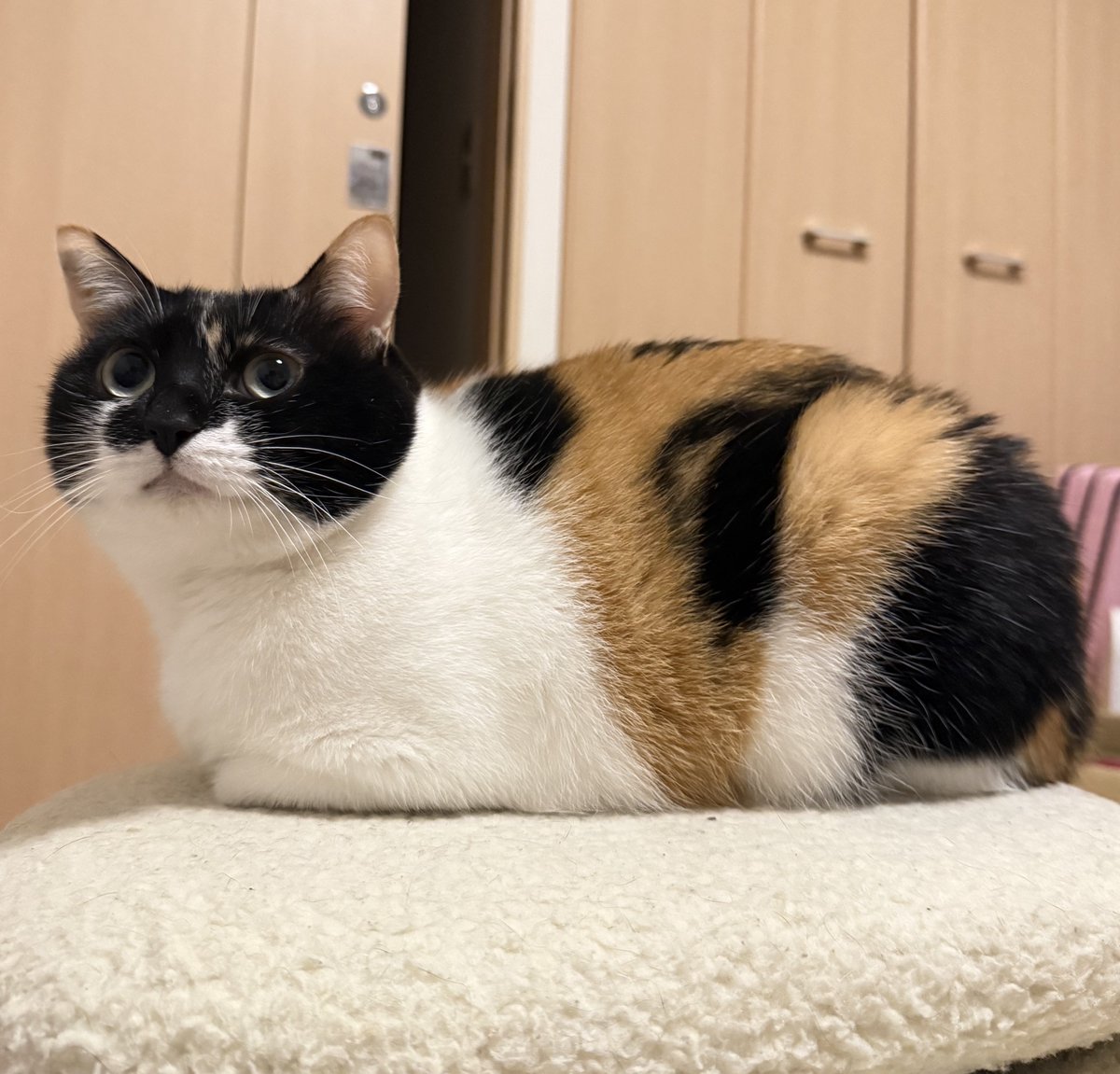 雷十太先生 (@asjSvnCZl18wKXM) / Posts / X