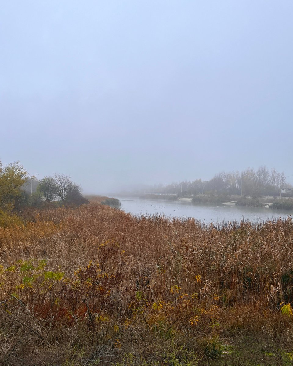 mono_grafic's tweet image. Morning walk under a blanket of fog.