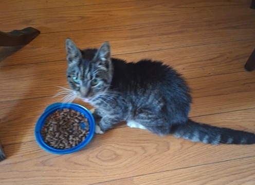 Poes Esja.
Esja is terug bij haar baasje. Mijn broer was haar al een tijdje kwijt. Als zusje ben ik dolgelukkig vandaag dat hij weer zijn Esja terug heeft dankzij Amivedi en de persoon die Esja heeft verzorgd.... Lees verder: amivedi.nl/deel-je-verhaa…