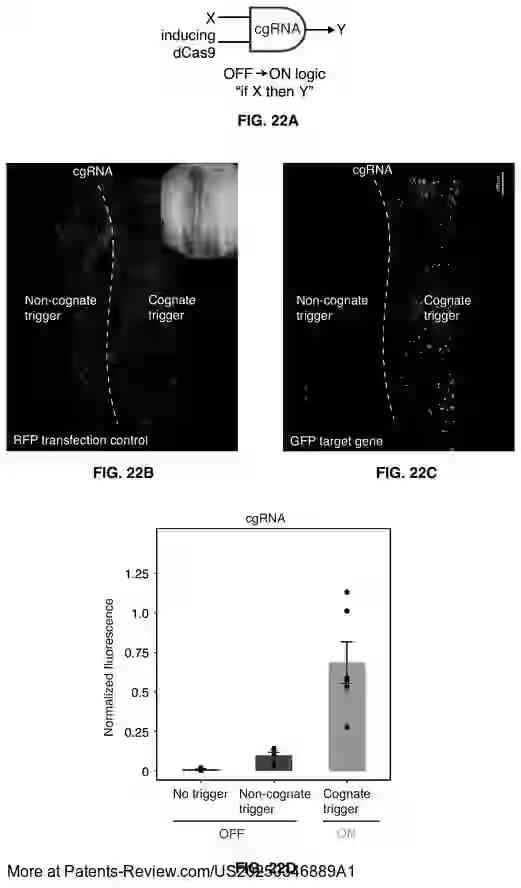 PatentPulse's tweet image. New patent application #US20250346889A1 from #Caltech reveals innovative #CRISPR tech: Allosteric Conditional Guide RNAs (cgRNAs) for cell-selective regulation. 
  
Unlike standard gRNAs, cgRNAs offer programmable control via RNA triggers, enabling precise gene editing,…