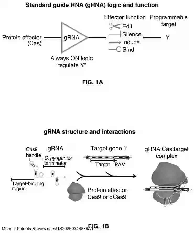 PatentPulse's tweet image. New patent application #US20250346889A1 from #Caltech reveals innovative #CRISPR tech: Allosteric Conditional Guide RNAs (cgRNAs) for cell-selective regulation. 
  
Unlike standard gRNAs, cgRNAs offer programmable control via RNA triggers, enabling precise gene editing,…