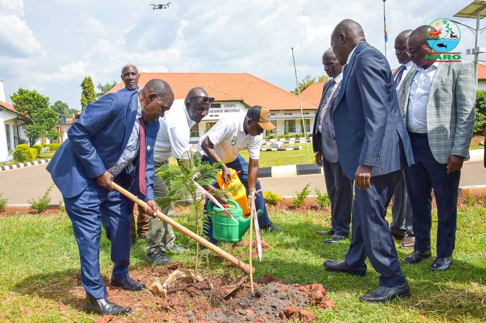 NARO_NaCRRI's tweet image. These trees, planted during #NaCRRIat
75, now stand beside a building that’s stood strong since 1950. Heritage &amp;amp; hope, growing side by side.

Honored to mark this milestone with a symbolic #tree planting celebrating history while planting #seeds of #Sustainability!