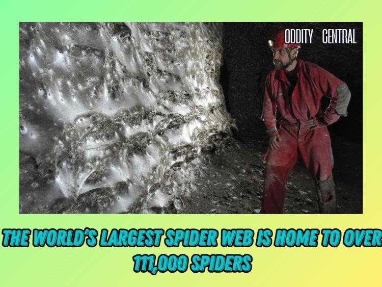 OddityCentral's tweet image. A team of researchers discovered that a cave ⛰️ close to the Greek-Albanian border is home to the world’s largest spider web 🕸️ created by more than 111,000 spiders 🕷️. 

odditycentral.com/animals/nightm… 

#spiders #interesting #spiderweb #nature #oddities