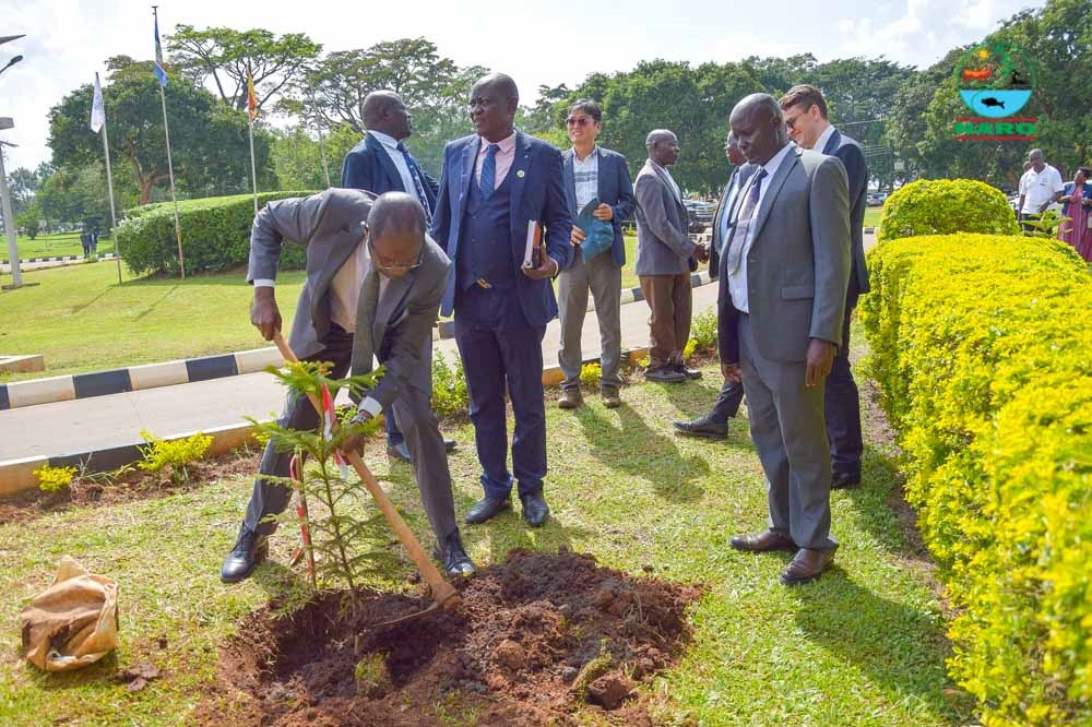 NARO_NaCRRI's tweet image. These trees, planted during #NaCRRIat
75, now stand beside a building that’s stood strong since 1950. Heritage &amp;amp; hope, growing side by side.

Honored to mark this milestone with a symbolic #tree planting celebrating history while planting #seeds of #Sustainability!