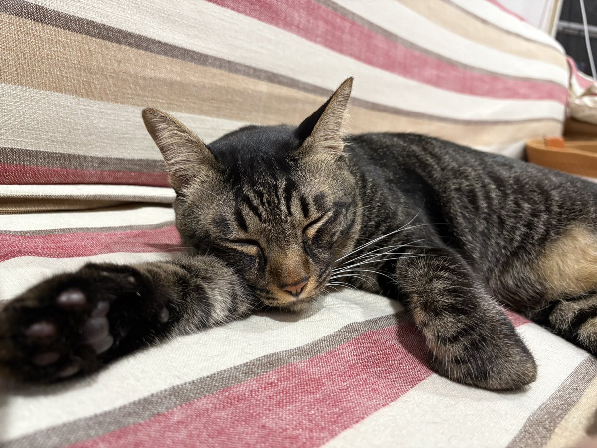 Prook797's tweet image. 1 ชั่วโมง นอนไป 3 ท่า (о´∀`о)♥︎
#ZONATA #SigmaFangs #CeraKins