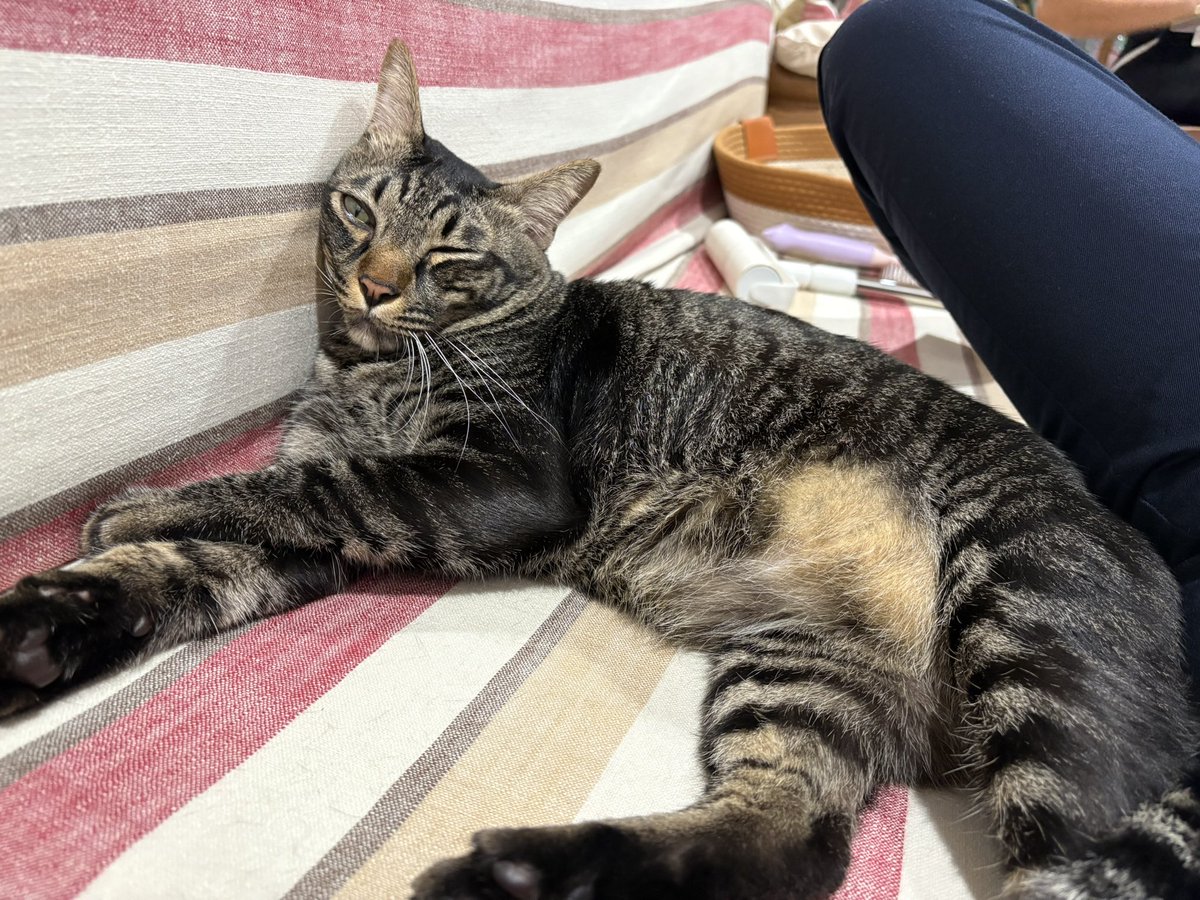 Prook797's tweet image. 1 ชั่วโมง นอนไป 3 ท่า (о´∀`о)♥︎
#ZONATA #SigmaFangs #CeraKins