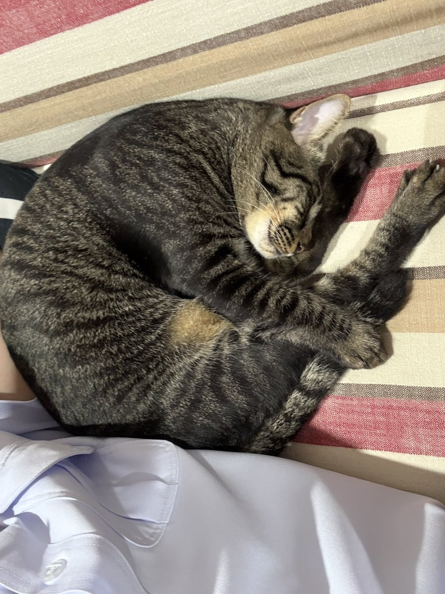 Prook797's tweet image. 1 ชั่วโมง นอนไป 3 ท่า (о´∀`о)♥︎
#ZONATA #SigmaFangs #CeraKins