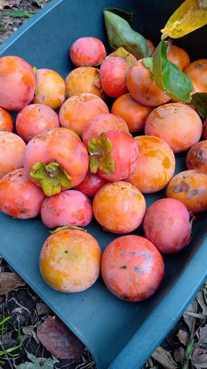 明日からいよいよ寒くなるというので玄関の設えを冬仕様に。たわわに実った庭の甘柿も野鳥にやられる前に急いで収穫。気がついたら冬？さあ、シタールを弾こうと構えて気づいたが、そういえば秋のラーガHemantを今年はまったく弾いてないなぁ。