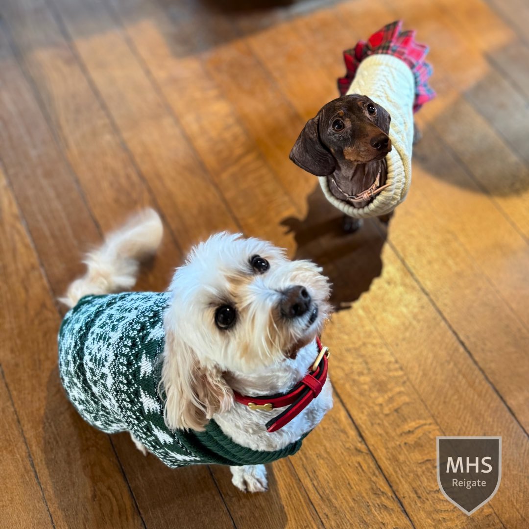 Moon Hall School, Reigate tweet media