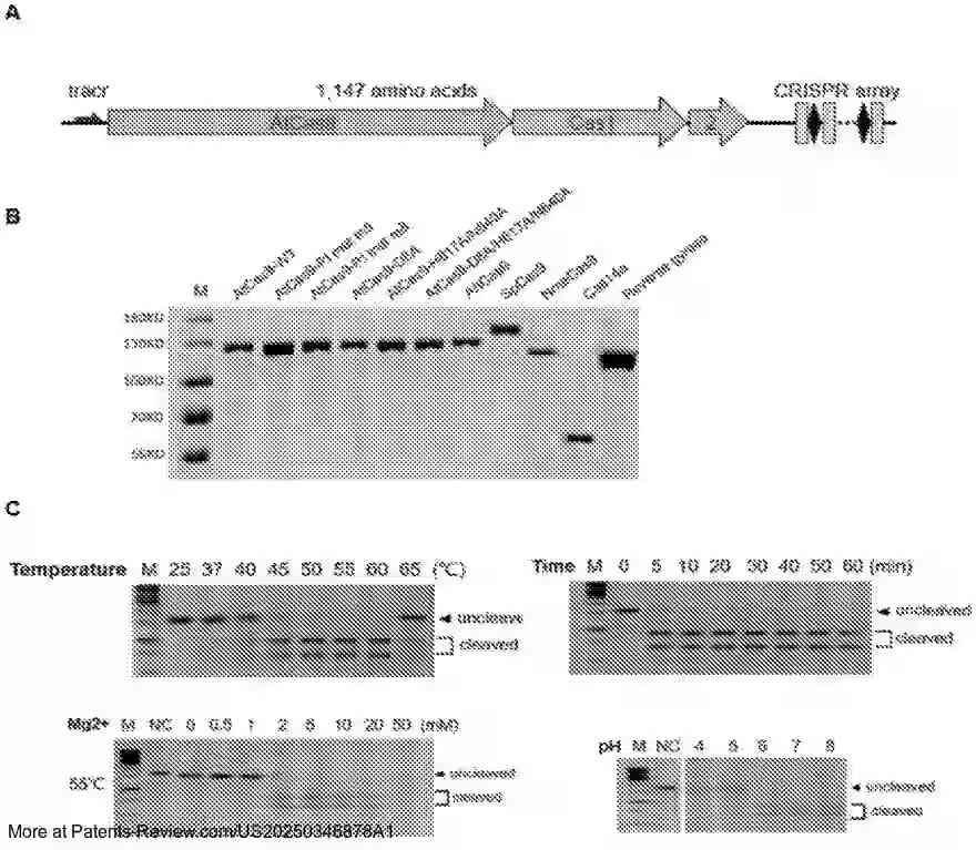 PatentPulse's tweet image. New patent application #US20250346878A1 from #WuhanUniversity explores advanced #GeneEditing.

Innovative Cas proteins now edit double-stranded DNA with relaxed or no PAM requirements, targeting negatively supercoiled DNA.

This could revolutionize base and prime editing