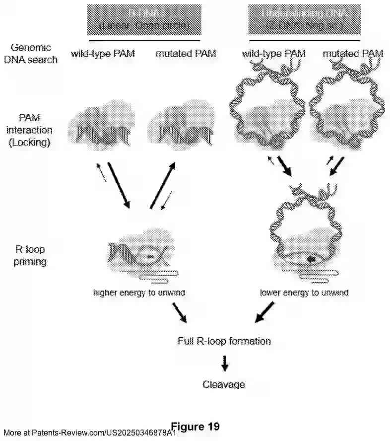 PatentPulse's tweet image. New patent application #US20250346878A1 from #WuhanUniversity explores advanced #GeneEditing.

Innovative Cas proteins now edit double-stranded DNA with relaxed or no PAM requirements, targeting negatively supercoiled DNA.

This could revolutionize base and prime editing