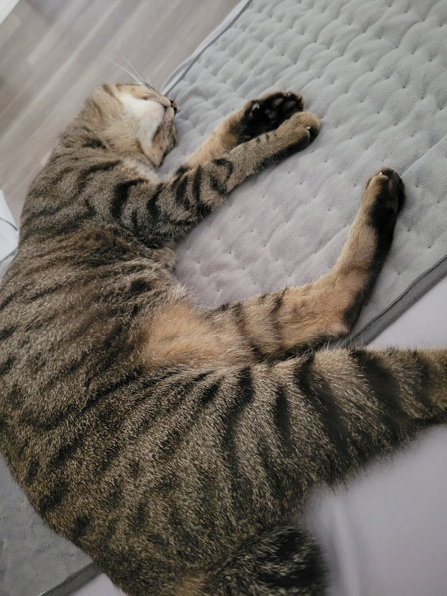 幸せそうなキジトラ