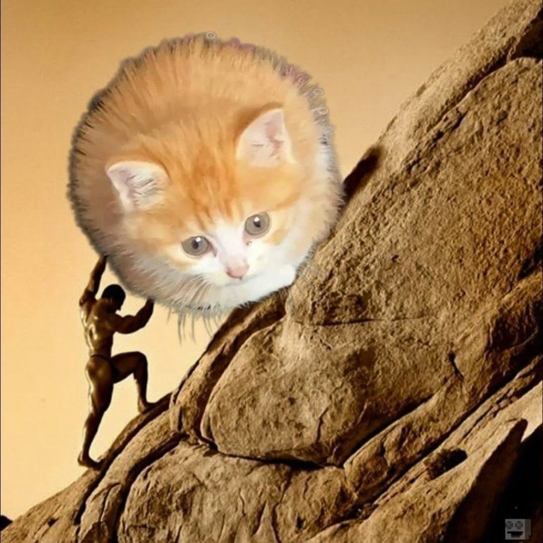 smol silly cat tweet media