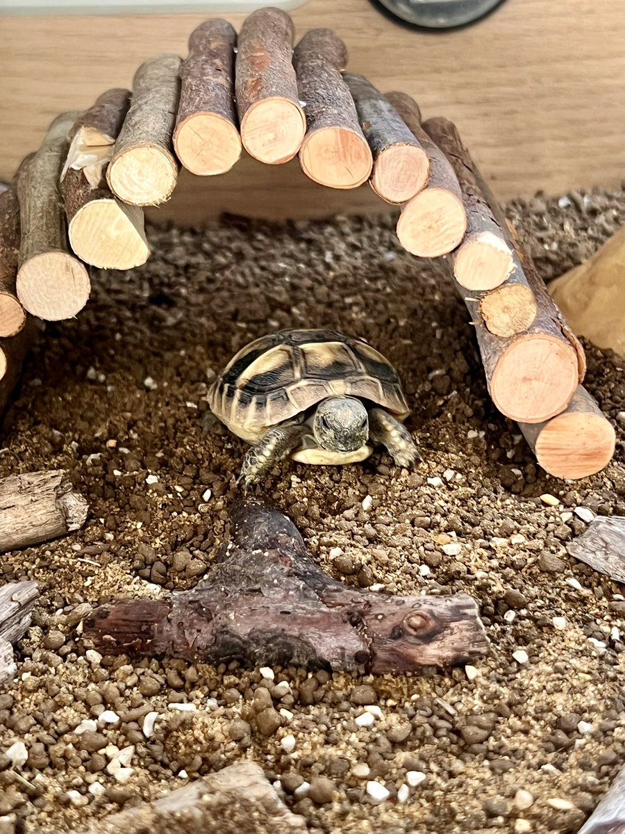 toffee_tweets's tweet photo. Tiny going for a morning walk after waking up. #schoolpets @ConnaughtSch @TAMATschools https://t.co/tHmTMripbr