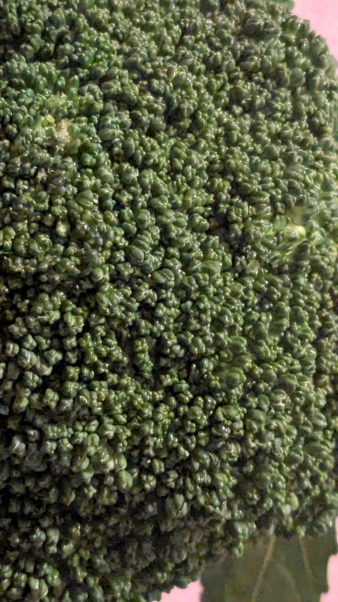 bt_lambda's tweet image. 木が生い茂る山　と見せかけてブロッコリーの拡大写真