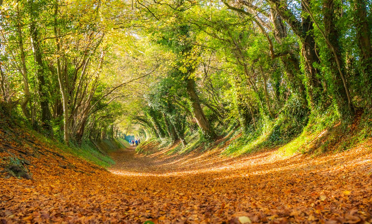 Halnaker Tunnel in the South Downs, on this beautiful Autumnal morning. <a href="/BBCSussex/">BBC Sussex</a> <a href="/BBCSouthWeather/">BBCSouthWeather</a> <a href="/itvmeridian/">ITV News Meridian</a> <a href="/AlexisGreenTV/">Alexis Green</a> <a href="/HollyJGreen/">Holly Green - Weather Presenter</a> <a href="/PhilippaDrewITV/">Philippa Drew</a> <a href="/SussexLifeMag/">Sussex Life</a> <a href="/greatsussexway/">The Great Sussex Way</a> <a href="/VisitSEEngland/">Visit South East England</a> <a href="/sdnpa/">South Downs National Park</a> <a href="/greatsussexway/">The Great Sussex Way</a>