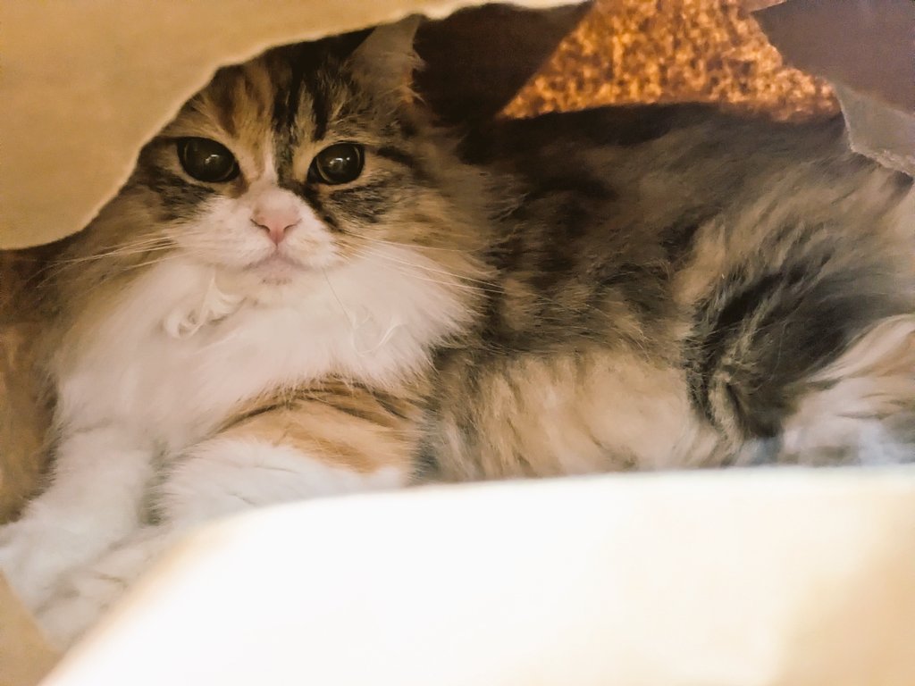 最近、かくれんぼにハマってるつくねちゃん🍡🐣 Amazonの袋がなかなか