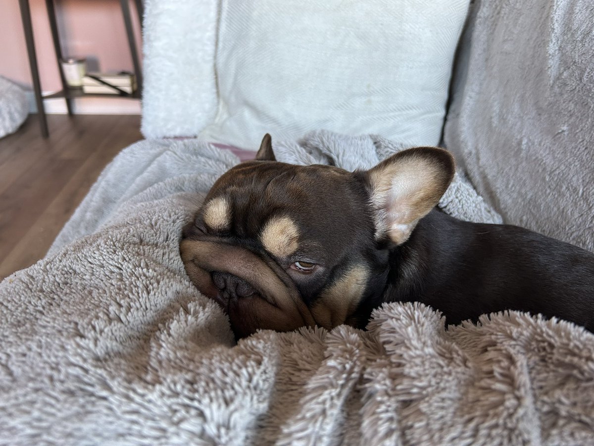 sharron_honey's tweet image. When you have to point out in your teams lecture that you are awake 😳😳 here is the snoring culprit 😴😴😴 #Frenchie #MondayMood