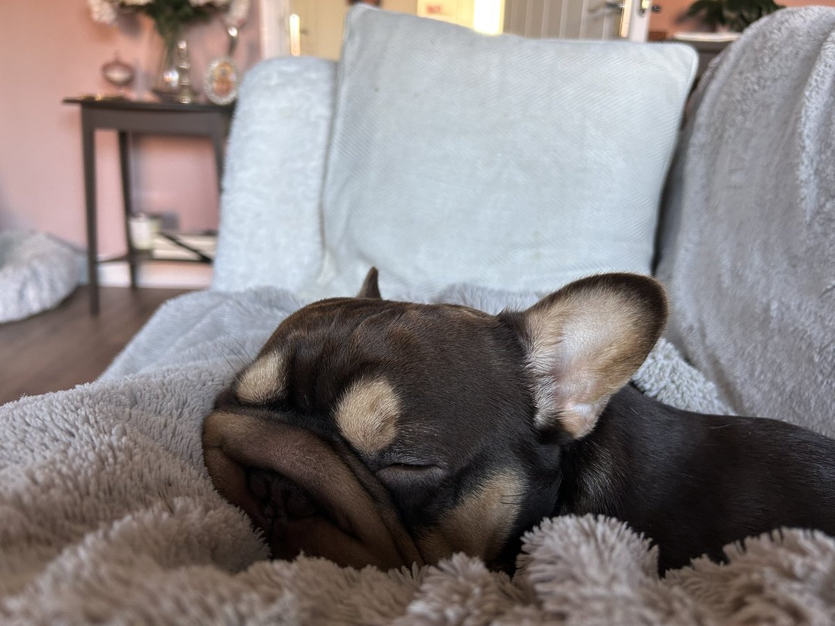sharron_honey's tweet image. When you have to point out in your teams lecture that you are awake 😳😳 here is the snoring culprit 😴😴😴 #Frenchie #MondayMood