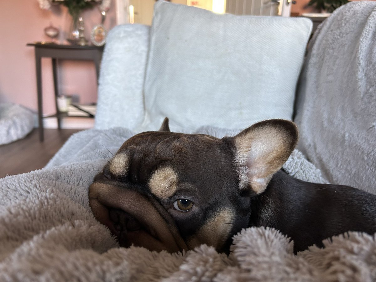 sharron_honey's tweet image. When you have to point out in your teams lecture that you are awake 😳😳 here is the snoring culprit 😴😴😴 #Frenchie #MondayMood