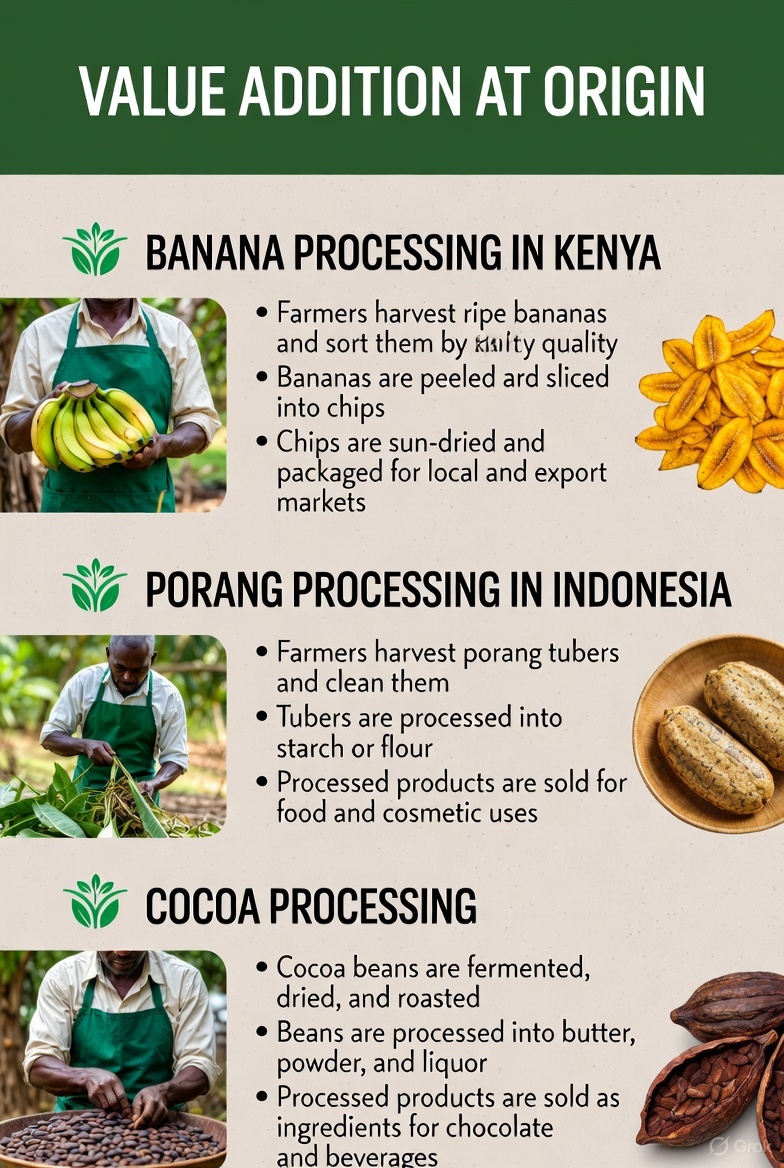 OriginPositive's tweet photo. Banana Processing, Porang Processing, Cocoa Processing https://t.co/GIMoajuvlw