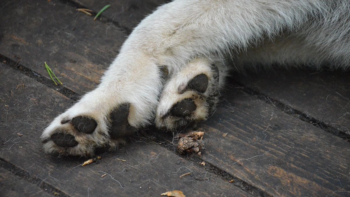 Красноярские депутаты будут голосовать за разрешение эвтаназии бродячих собак 
prmira.ru/news/2025-11-1…