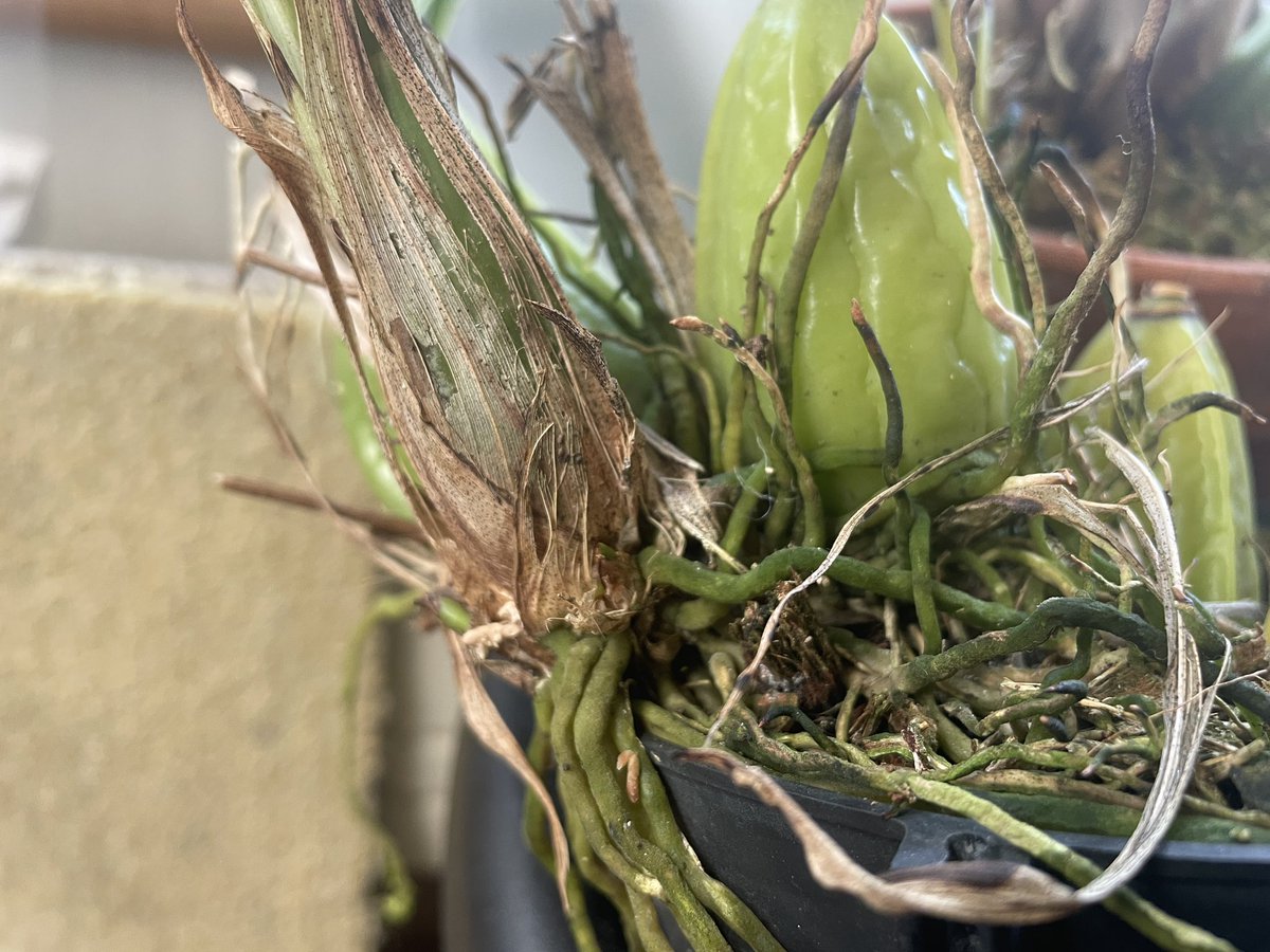 我が家のゴンゴラ三兄弟
みんな新芽が顔出してて、思ったより成長早くて楽しい