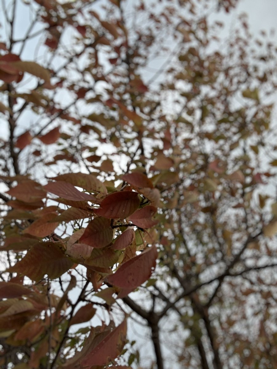 ちと息を止めながら頑張りました😂
推し様のようには綺麗に撮れないけどna😂🤖

明日から寒くなるみたい🍂😨
嫌だな〜🥺

#ビューティーこくぶ さん
#推し様