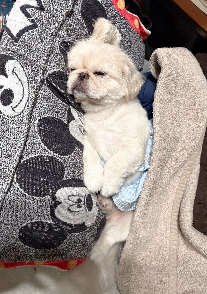 🎃一二三四🍎一日一回ストガチャ (@3417876760) / Posts / X