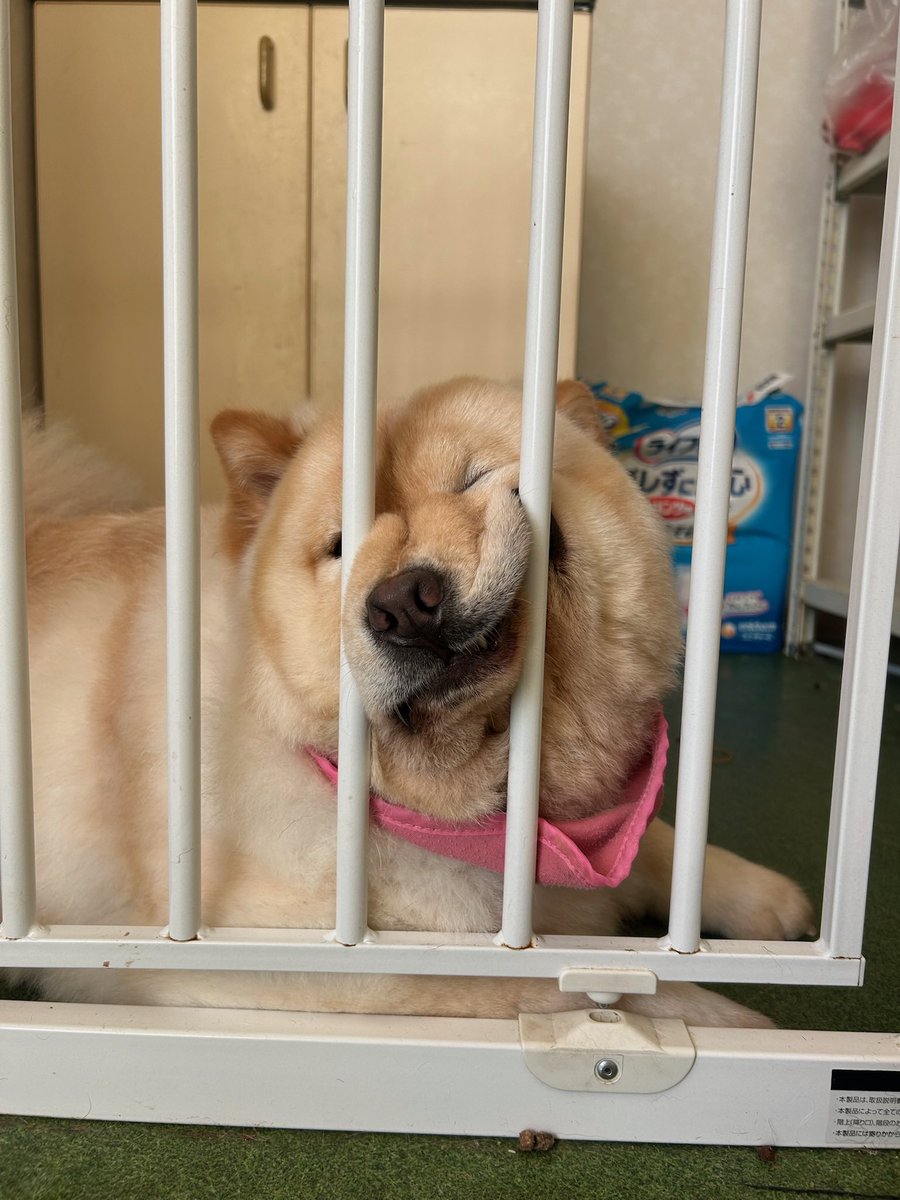 moffyland0531's tweet image. なんでそーなってるの？

#chowchow 
#ぶーちゃん
#チャウチャウ