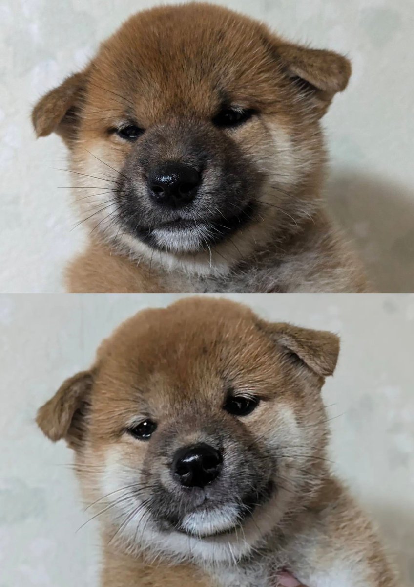 芝犬です。 QYC 1/6 柴犬 3種 001 002 003 *お取り寄せ - 1/6フィギュア通販専門店