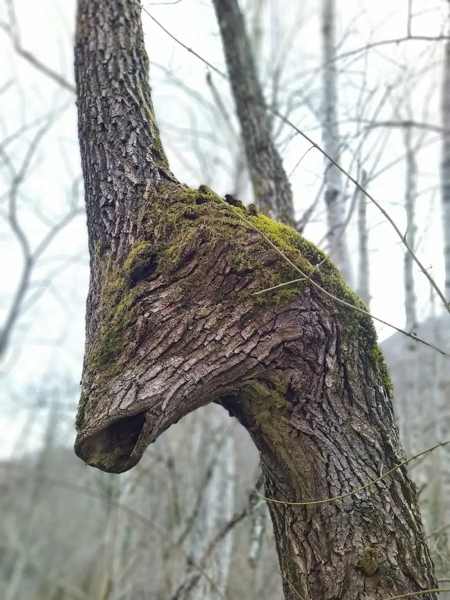 BigBangSciCom's tweet image. Allez, encore une paréidolie, préhistorique cette fois 😅Un arbre Parasaurolophus 🦕!

Crédits : ?

Via @DjokAlisaurus Bhdb et le groupe &quot;Des Dinosaures jusqu&apos;aux temps modernes&quot;

#Fossil #fossile #paléontologie #Palaeontology #animaux #nature #dinosaurs #dinosaures #illusions