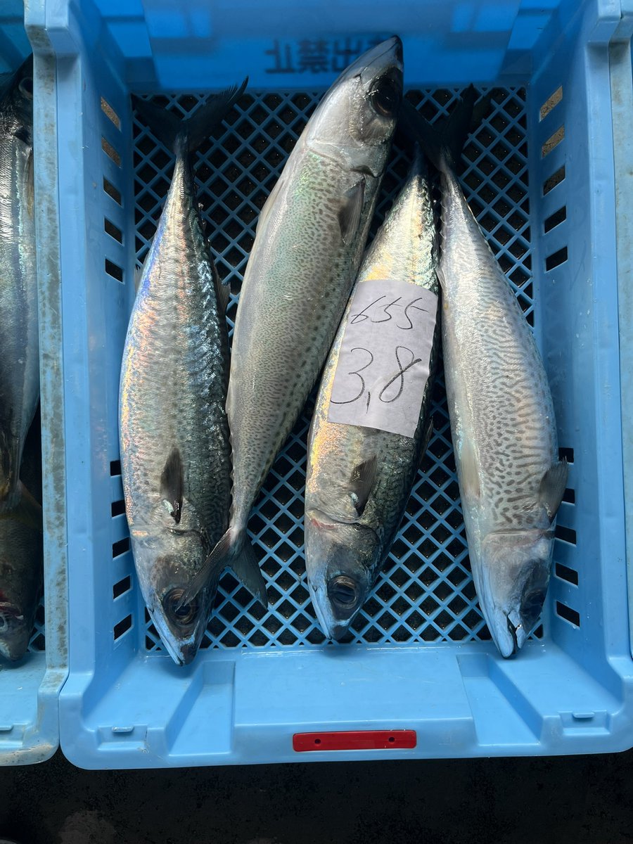 沖縄産ゴマサバ