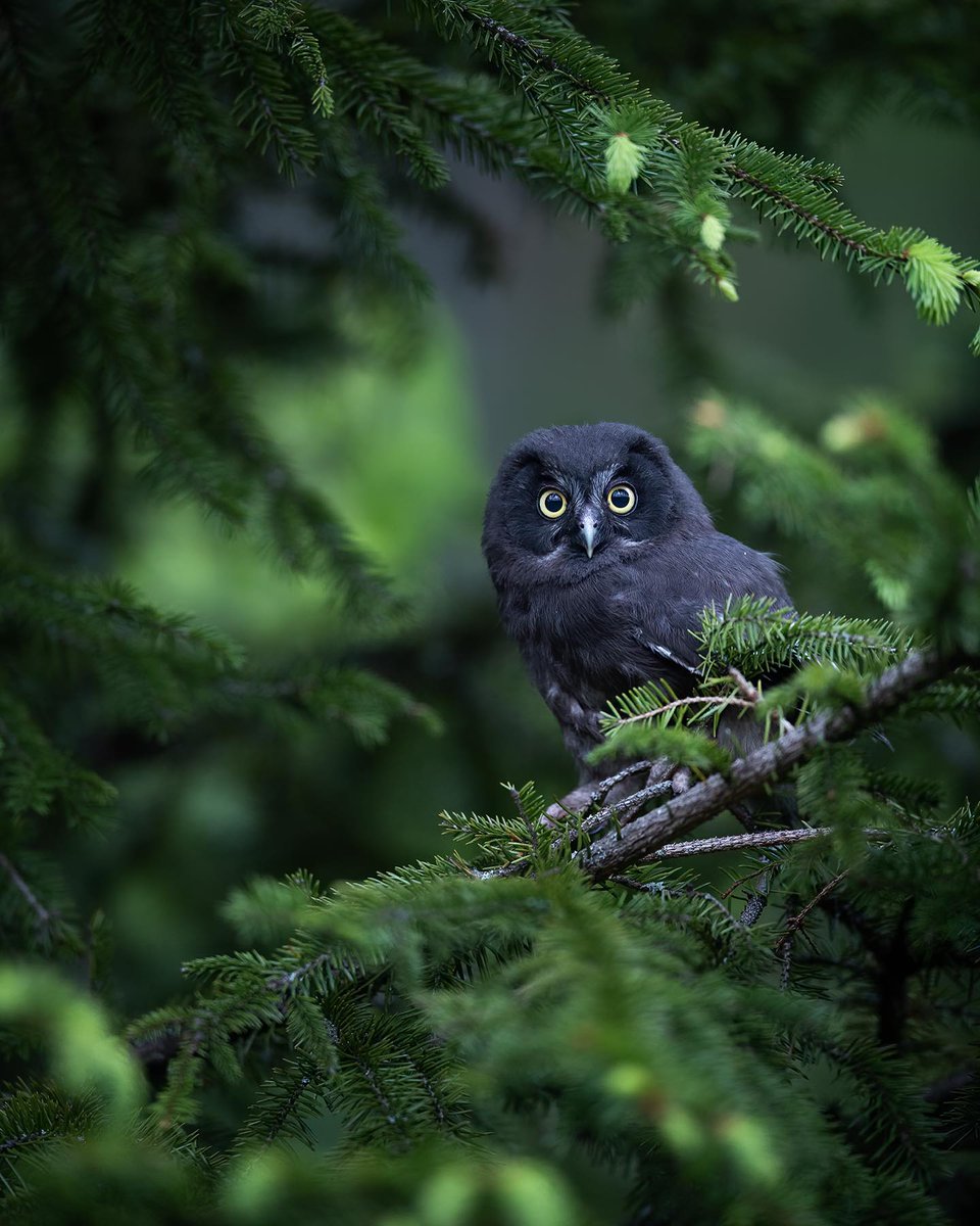 MbarkCherguia's tweet image. Boreal owl🦉
 
📸: dan_the_ripper (Instagram) ©️

#wildlife #trees